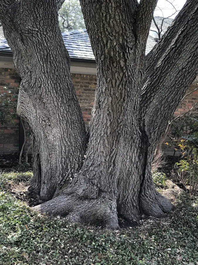 Mature heritage tree close to a Olean property cared for by certified arborists